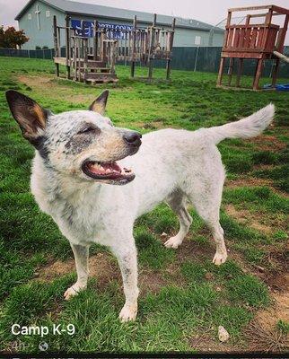 Duke at Camp K-9 Doggie Daycare