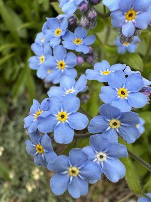 Betty Ford Alpine Gardens