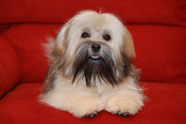 Rory the Havanese after a visit with Roxy at Scruff to Fluff.