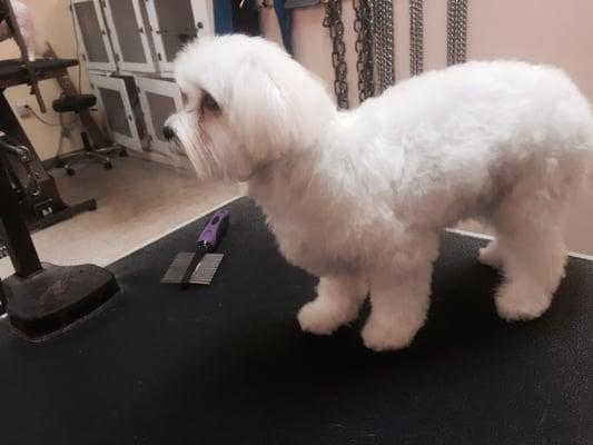 beautiful finished maltese