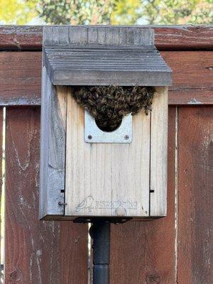 Victory Bee Removal