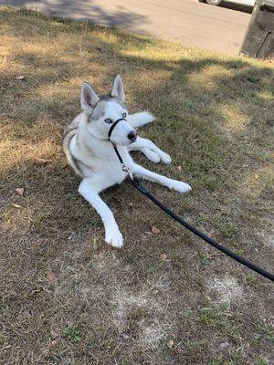 Shadow learning how to be calm on walks and stop lunging at squirrels