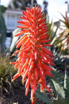 Haight Ashbury Horticulture