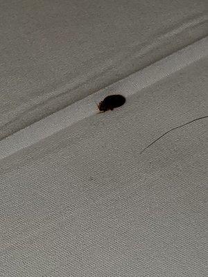 This establishment has a BAD BEDBUG INFESTATION and they don't care!