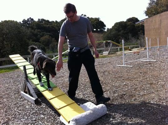 Sputnik walks the teeter totter. This is a dog that used to be scared of everything.