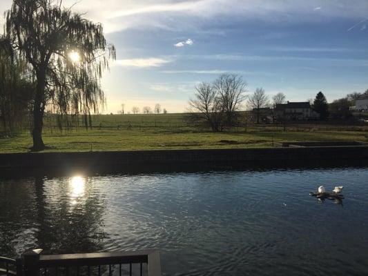 The pond behind the shop