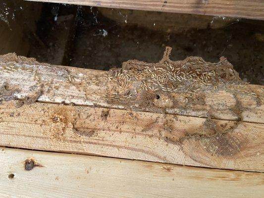 Termite activity - found in garage - steps and door frame of entry into home.