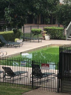 Nasty pool, always debris, bugs, and trash in and near pool, now it's this awful green color and was cleaned last week, wow.