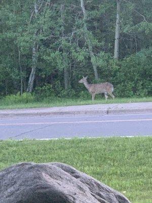 A deer across the street from the hotel