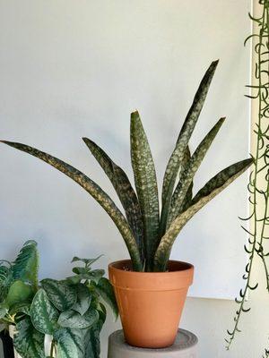 Sansevieria Kirkii Pulchra | Coppertone Snake plant