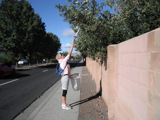 Shirley uses her Grappler to pick apples off the trees and make applesauce.