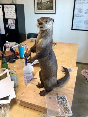 The end of day three of the otter class -- time to pin everything in place!