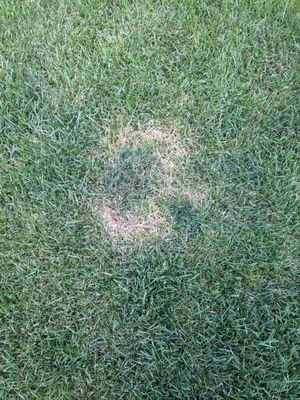 One of the early stages of fairy ring--dollar spot, it is a fungus in the lawn that must be treated with a fungicide.