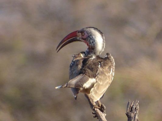 Hornbill