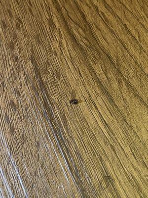 Another bug on floor