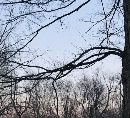 Nature's Lines against a Winter Sky.