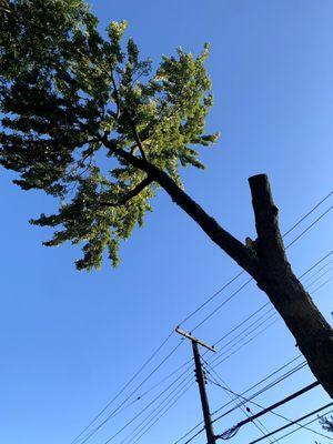 Longtree Tree Service