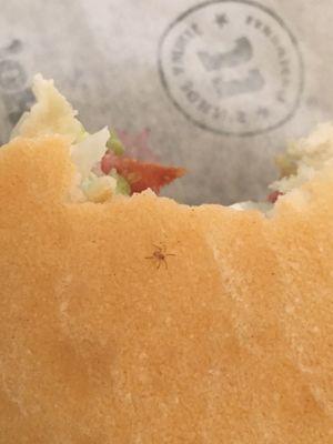 Spider on bread