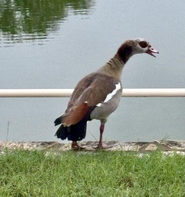 This fella was hanging out in early morning