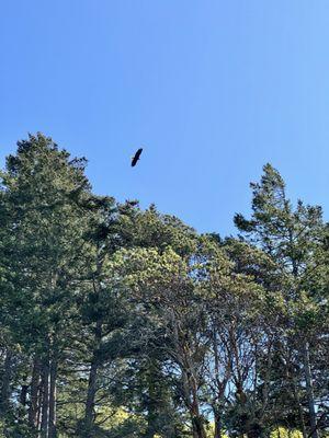 Bald Eagle