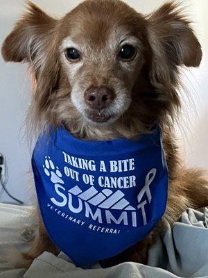 Summit Veterinary Referral Center