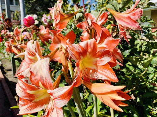 Beautiful Pink Flowers