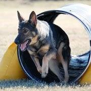 "Sparrow" imported German Shepherd in Agility, Competition Obedience, and Schutzhund training. She has a great spirit and drive!