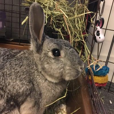 We do bunny sitting too- how cute is Ms. Bunnyweather?