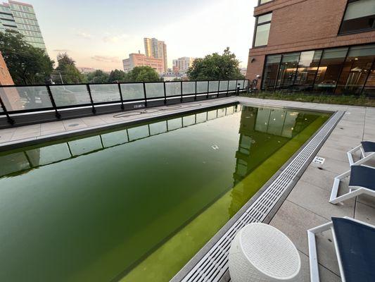 Saint Patty's day pool! Oh wait... thats just algae