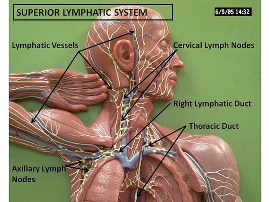 The physicality of the lymph system is explained in our monthly complimentary lectures.