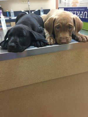 My pups waiting for Dr. Oakes to vaccinate them.