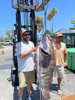 160lb Warsaw Grouper