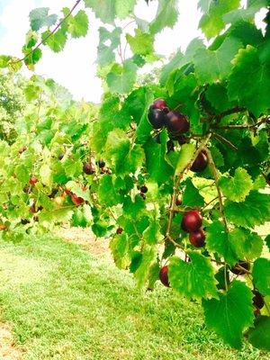 From our muscadine and scuppernog grape picking mini adventure of 2017