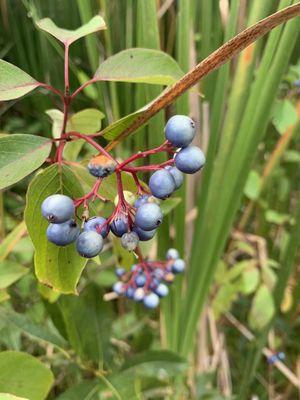 Silky Dogwood