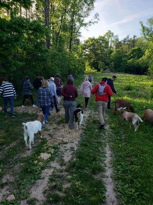 The group walking goats!