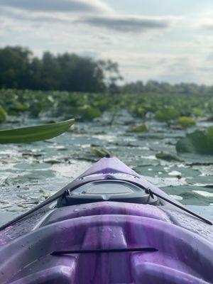 Lily pads