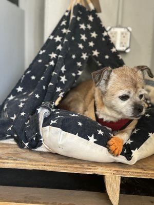 Charlie is one of the shop-dogs that you'll see most days at AH