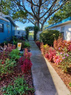 Bee and Butterfly Garden