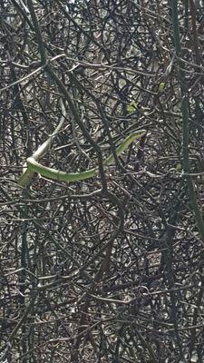 Harmless tree snake along the right side of the fairway of hole #7.  There are venomous snakes around though!