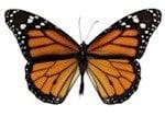 Monarch butterfly