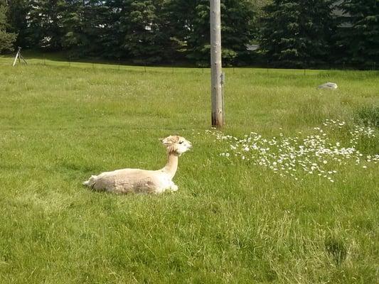 Backyard alpaca farm