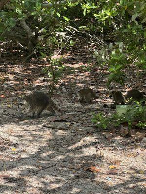 Raccoons!