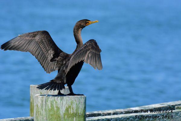 Double Crested Cormorant