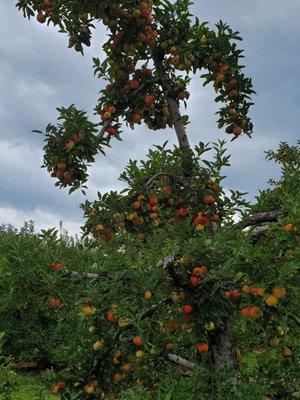 Gala apples plentiful on the tree