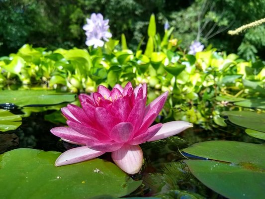 Aquatic Plants for Gardens and Mini Ponds -If It's Fish, LLC