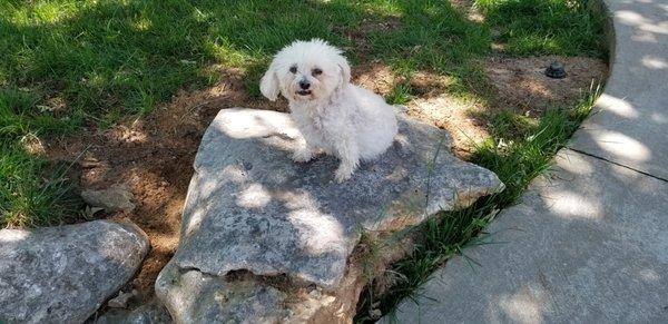 The boulder a friend helped me put back.(Lil Guy my best buddy)