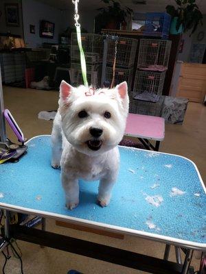 Beautiful West Highland Terrier! Lolly