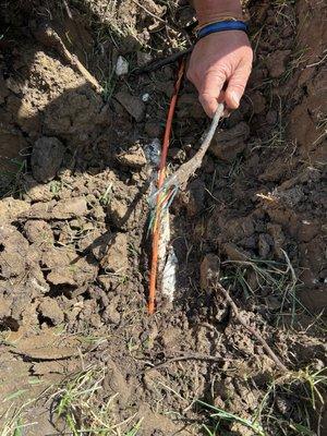 Mediacom cable in orange; damaged electrical wiring for sprinkler system in hand, plus sliced sprinkler system pvc pipe.