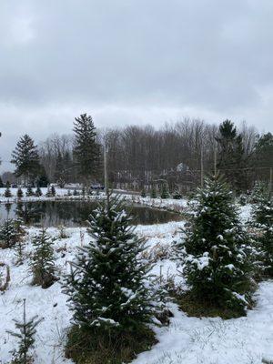 Medina Christmas Tree Farm