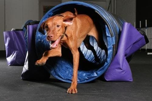 Agility Tunnel